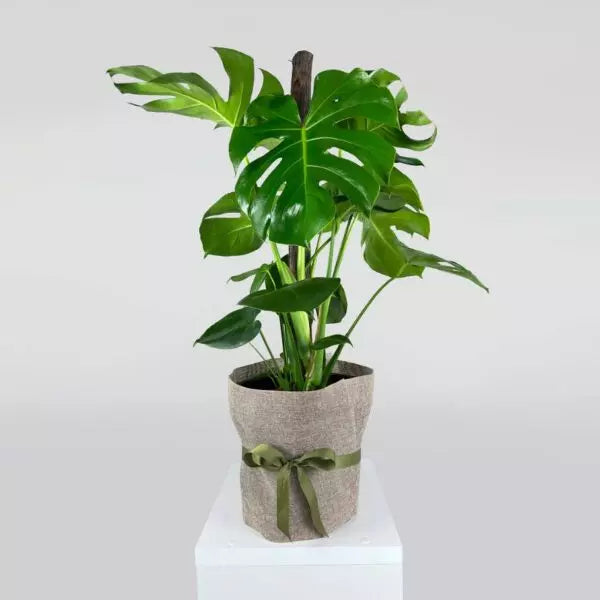 Monstera deliciosa ‘Tauerii’ (Swiss Cheese Plant)