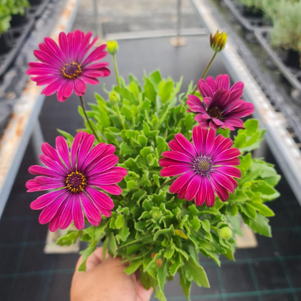 Osteospermum ‘Lazy Daisy Velvet’ (African Daisy)