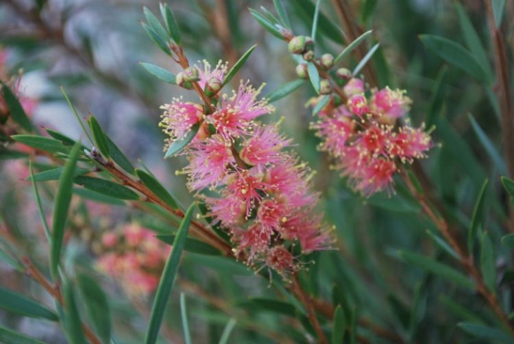 Callistemon Sieberi ‘Sugar Candy’ (Sugar Candy Bottlebrush)