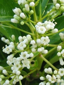 Viburnum odoratissimum ‘Awabuki’ (Sweet Viburnum)
