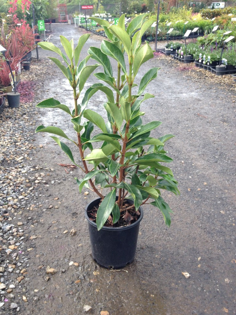 Viburnum odoratissimum ‘Awabuki’ (Sweet Viburnum)