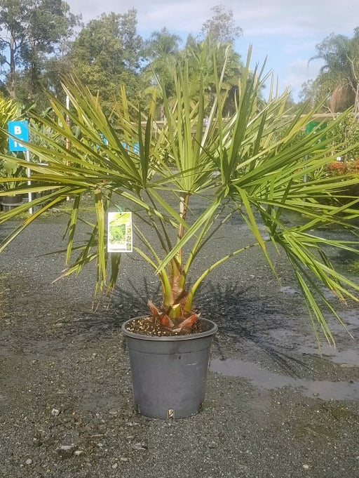 Livistona decora (Weeping Cabbage Palm / Ribbon Fan Palm)