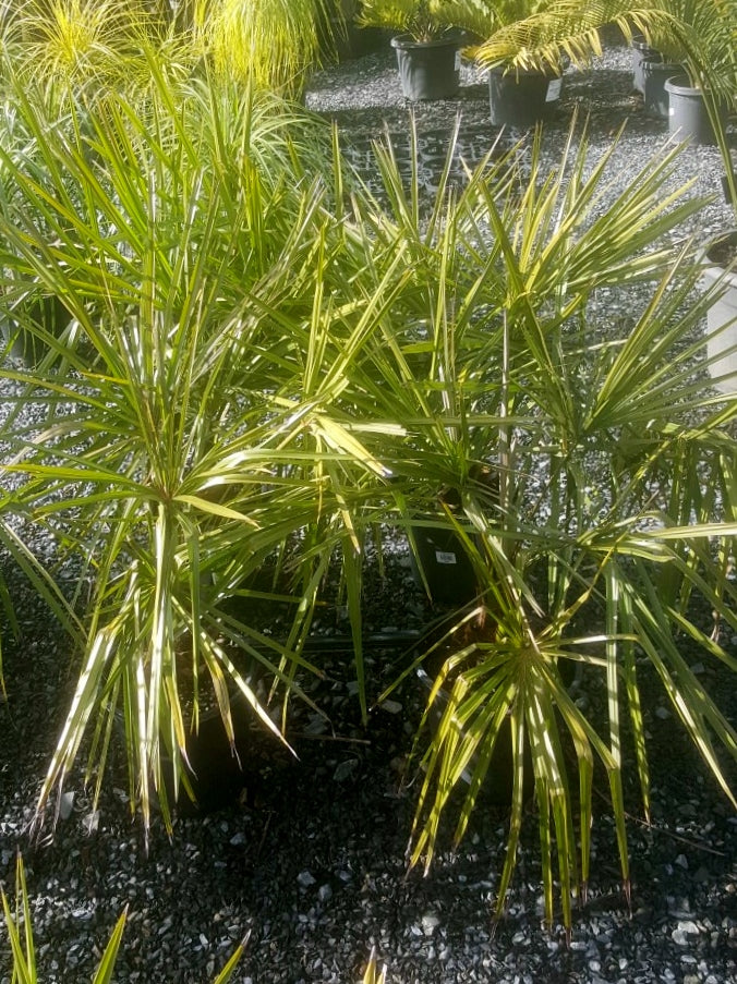 Livistona decora (Weeping Cabbage Palm / Ribbon Fan Palm)