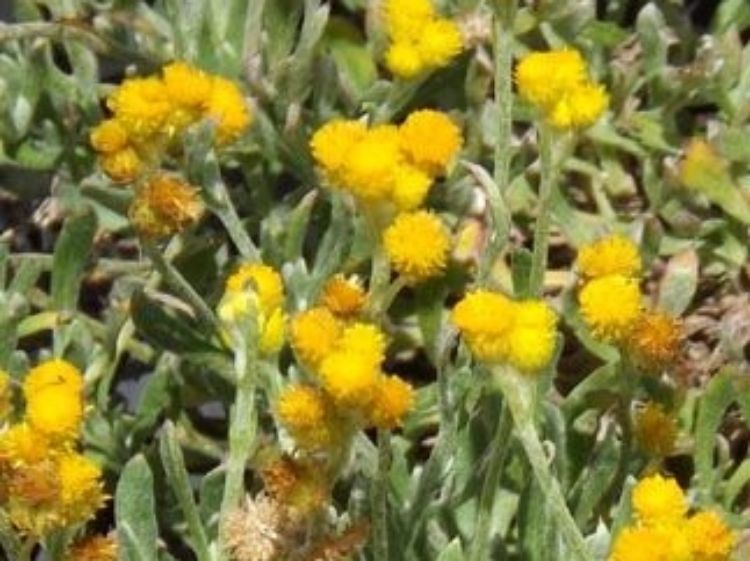 Chrysocephalum Apiculatum ‘Ramosissimum’ (Yellow Buttons)