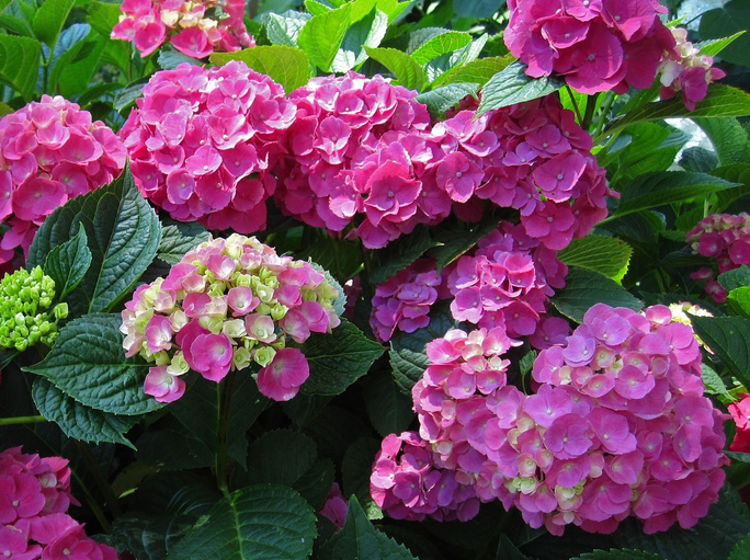 Hydrangea macrophylla ‘Piamina’ (Piamina Hydrangea)