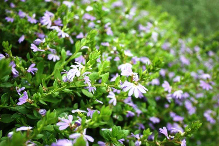 Scaevola Humilis ‘PFS100’ Purple Fusion™ (Purple Fusion Fan Flower)