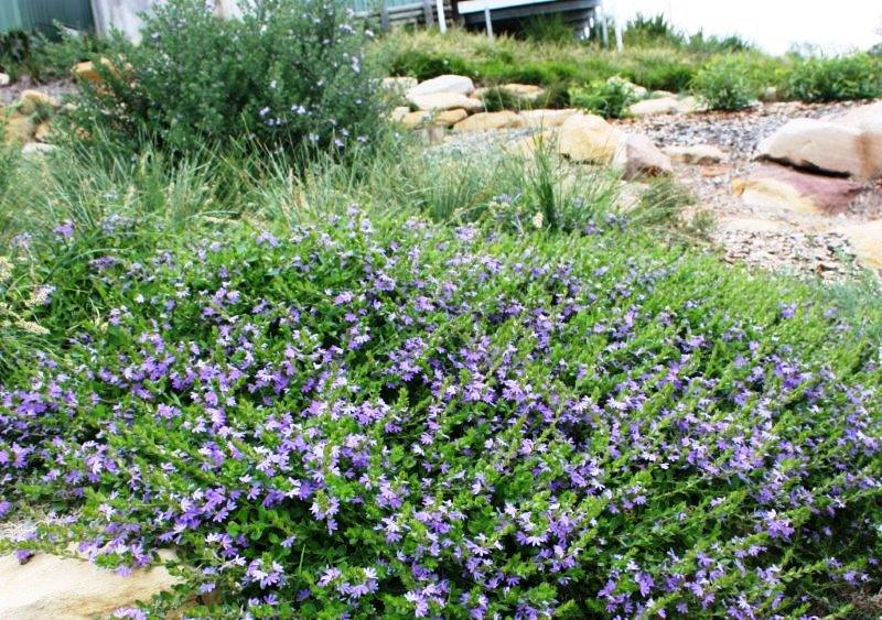 Scaevola Humilis ‘PFS100’ Purple Fusion™ (Purple Fusion Fan Flower)