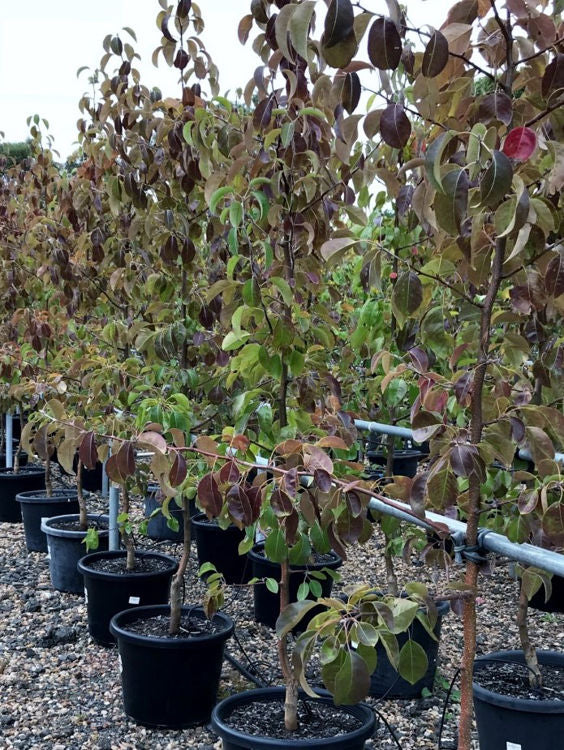 Pyrus × ‘Edgewood’ (Edgedell Pear)