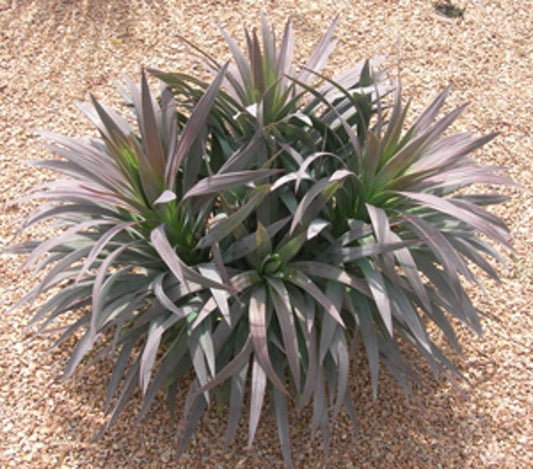 Yucca desmetiana ‘Spellbound’ (Soft Leaved Yucca)