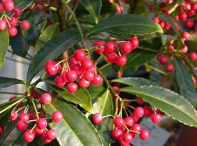 Ardisia crenata (Hen’s Eyes)