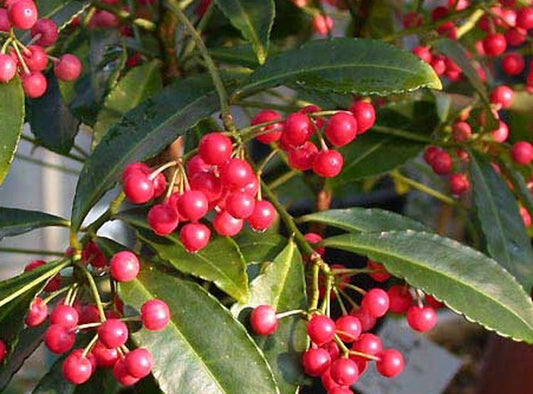 Ardisia crenata (Hen’s Eyes)