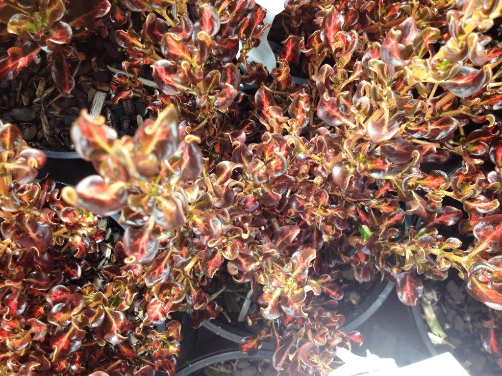 Coprosma Repens ‘Pacific Sunset’ (Pacific Sunset Mirror Bush)