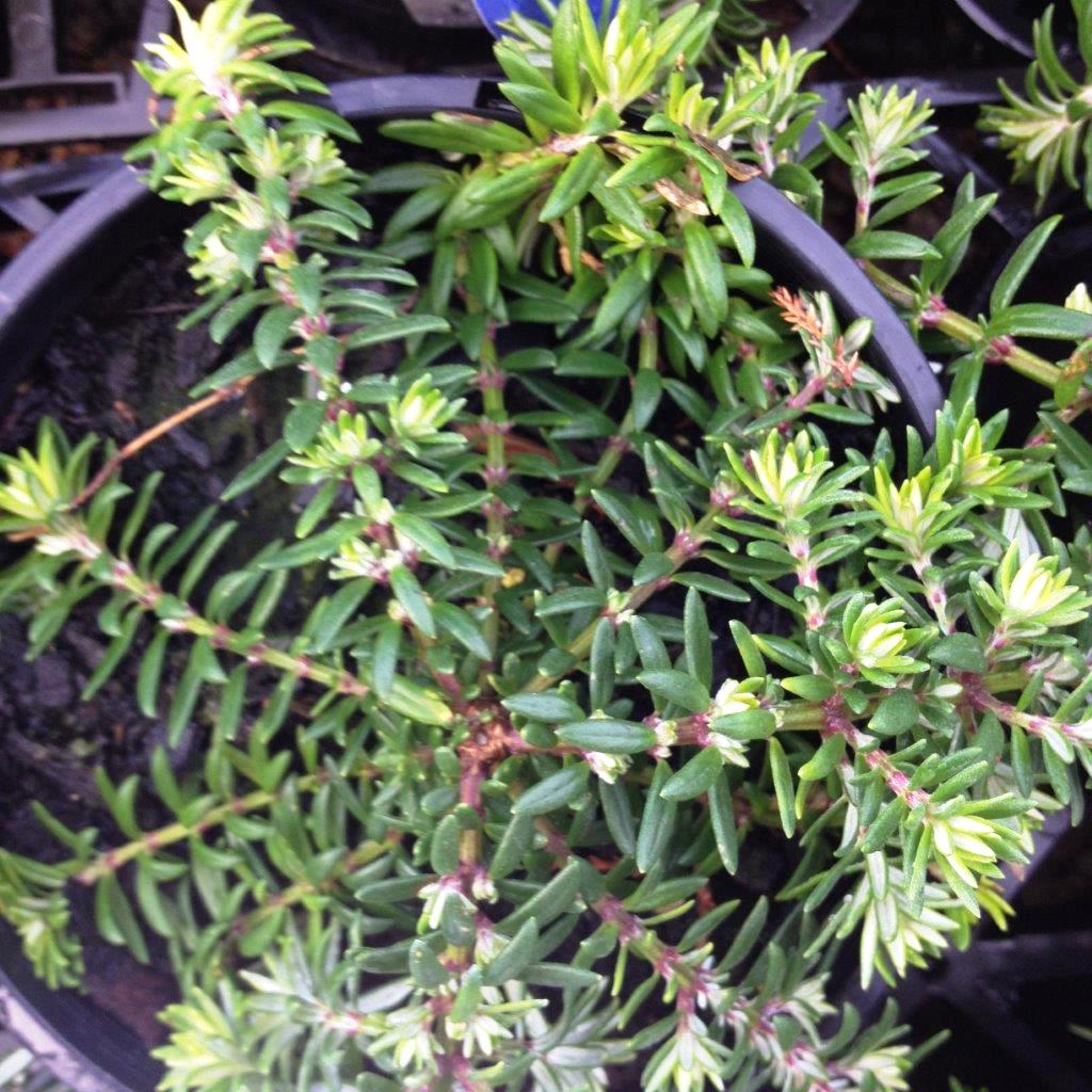 Westringia fruticosa ‘Flat n Fruity’ (Prostrate Coastal Rosemary)