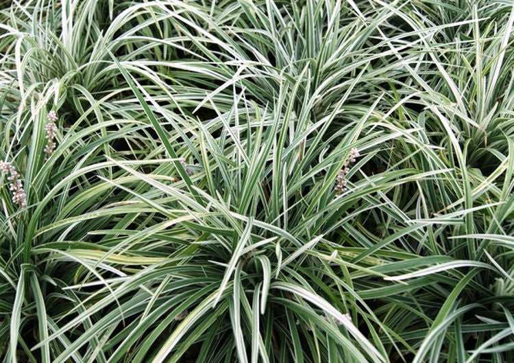 Ophiopogon Spicata 'Silver Dragon' (Silver Dragon Mondo Grass)