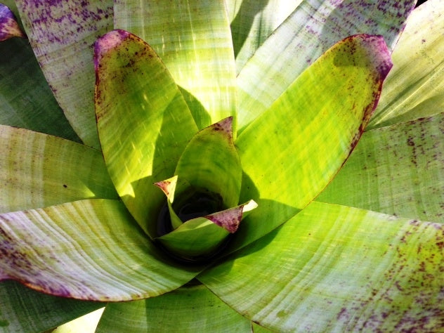 Alcantarea extensa (Bromeliad)