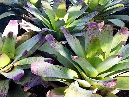 Alcantarea extensa (Bromeliad)