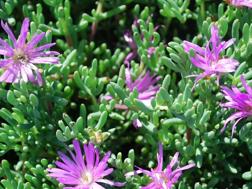 Mesembryanthemum Cooperi ‘Dwarf Pink’ (Dwarf Pink Pigface)