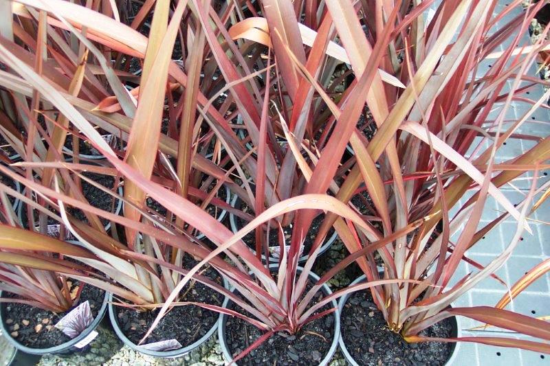 Phormium tenax ‘Anna Red’ (New Zealand Flax)