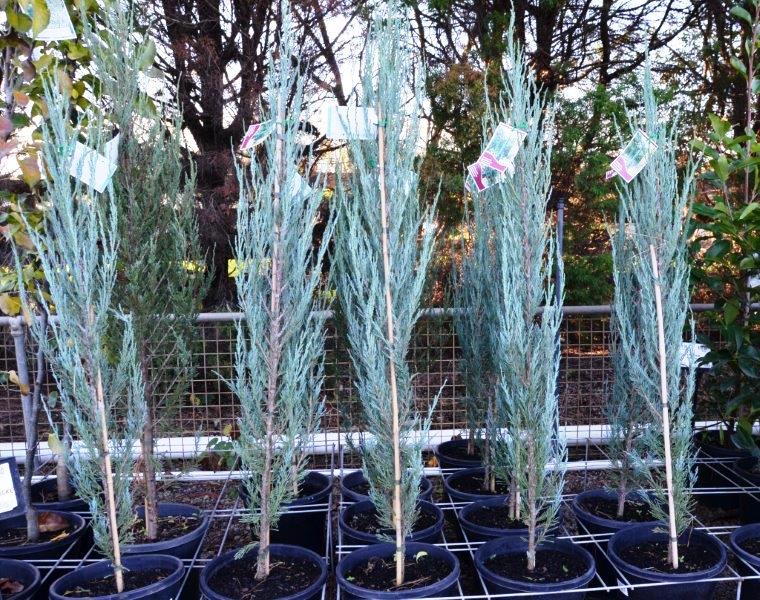 Juniperus scopulorum 'Skyrocket' (Skyrocket Juniper)