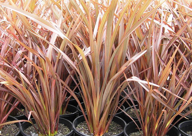 Phormium Tenax ‘Bronze Baby’ (Bronze Baby New Zealand Flax)