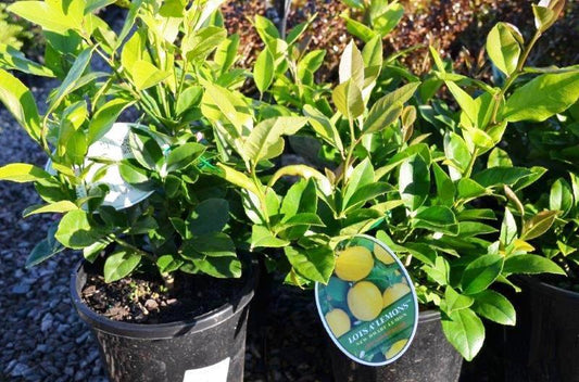 Citrus limon ‘Lots A Lemons’ (CPN1 Lemon)