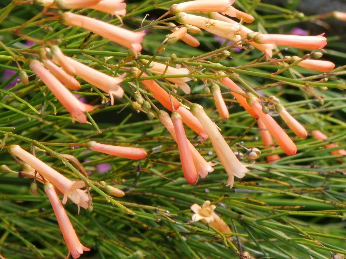 Russelia equisetiformis ‘Tangerine Falls’ (Tangerine Firecracker Plant)