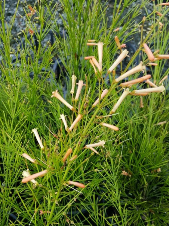 Russelia equisetiformis ‘Tangerine Falls’ (Tangerine Firecracker Plant)