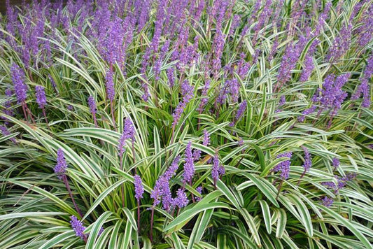 Liriope Muscari (Liriope or Monkey Grass)