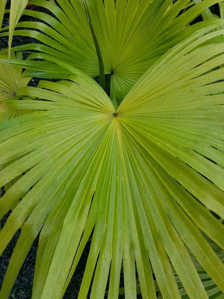 Livistona chinensis (Chinese Fan Palm)