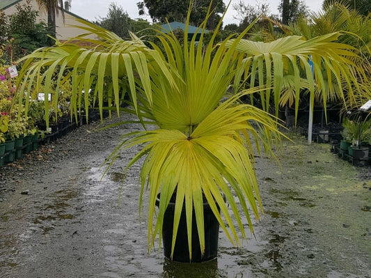 Livistona chinensis (Chinese Fan Palm)