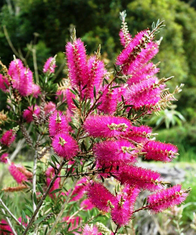 Callistemon ‘Purple Splendour’ (Purple Splendour Bottlebrush)
