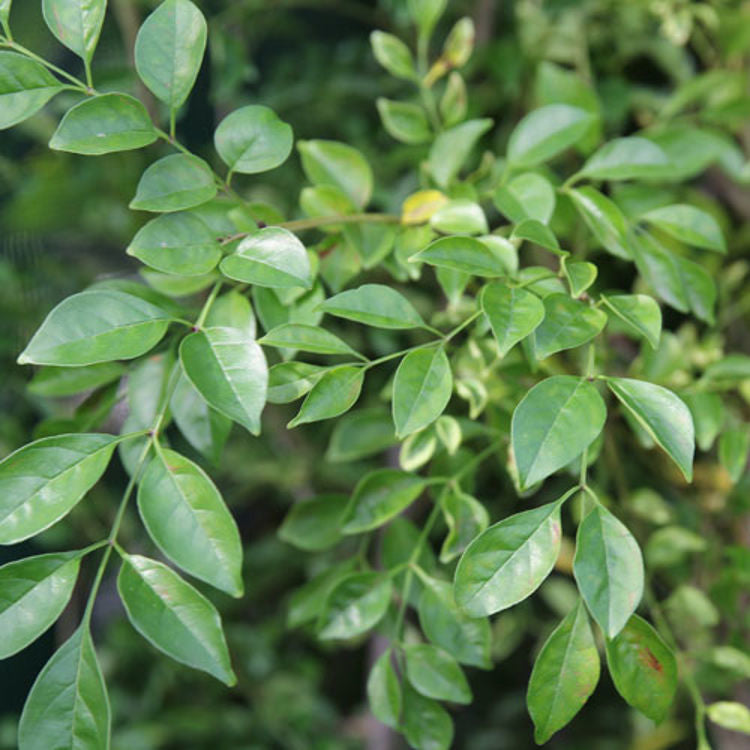 Fraxinus griffithii (Evergreen Ash)
