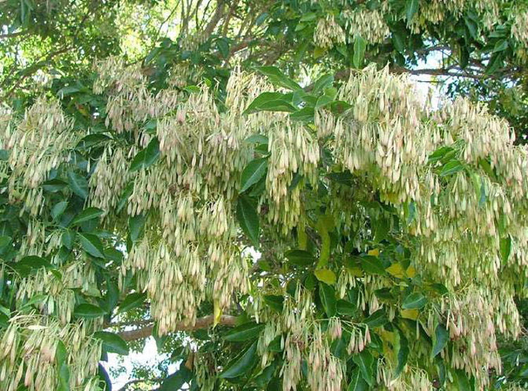 Fraxinus griffithii (Evergreen Ash)