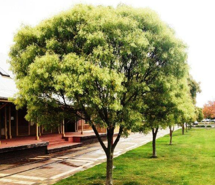 Fraxinus griffithii (Evergreen Ash)