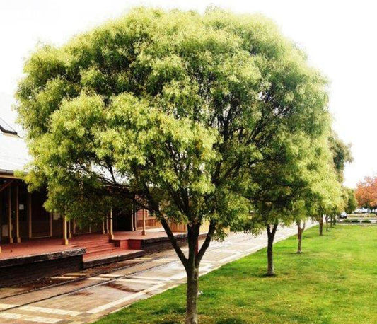 Fraxinus griffithii (Evergreen Ash)