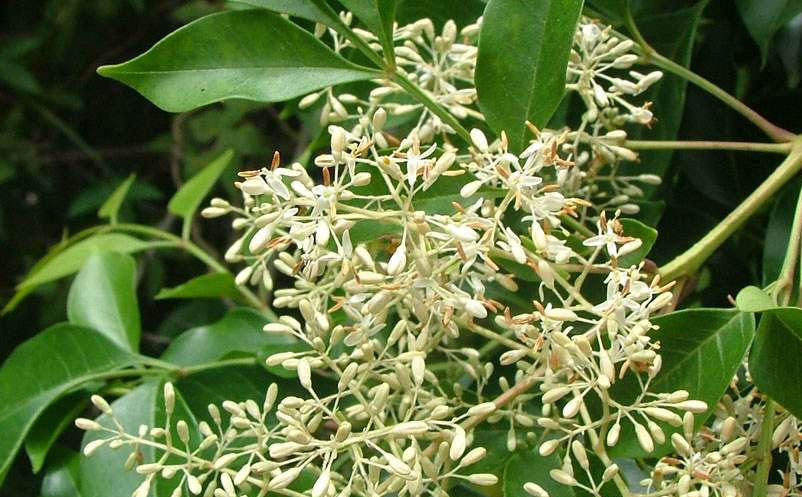 Fraxinus griffithii (Evergreen Ash)
