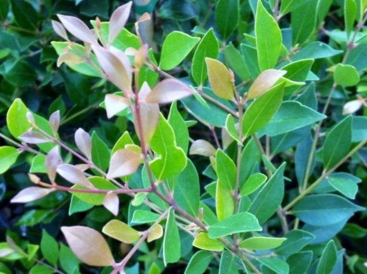 Acmena Smithii Speed Screen™ (Speed Screen Lilly Pilly)