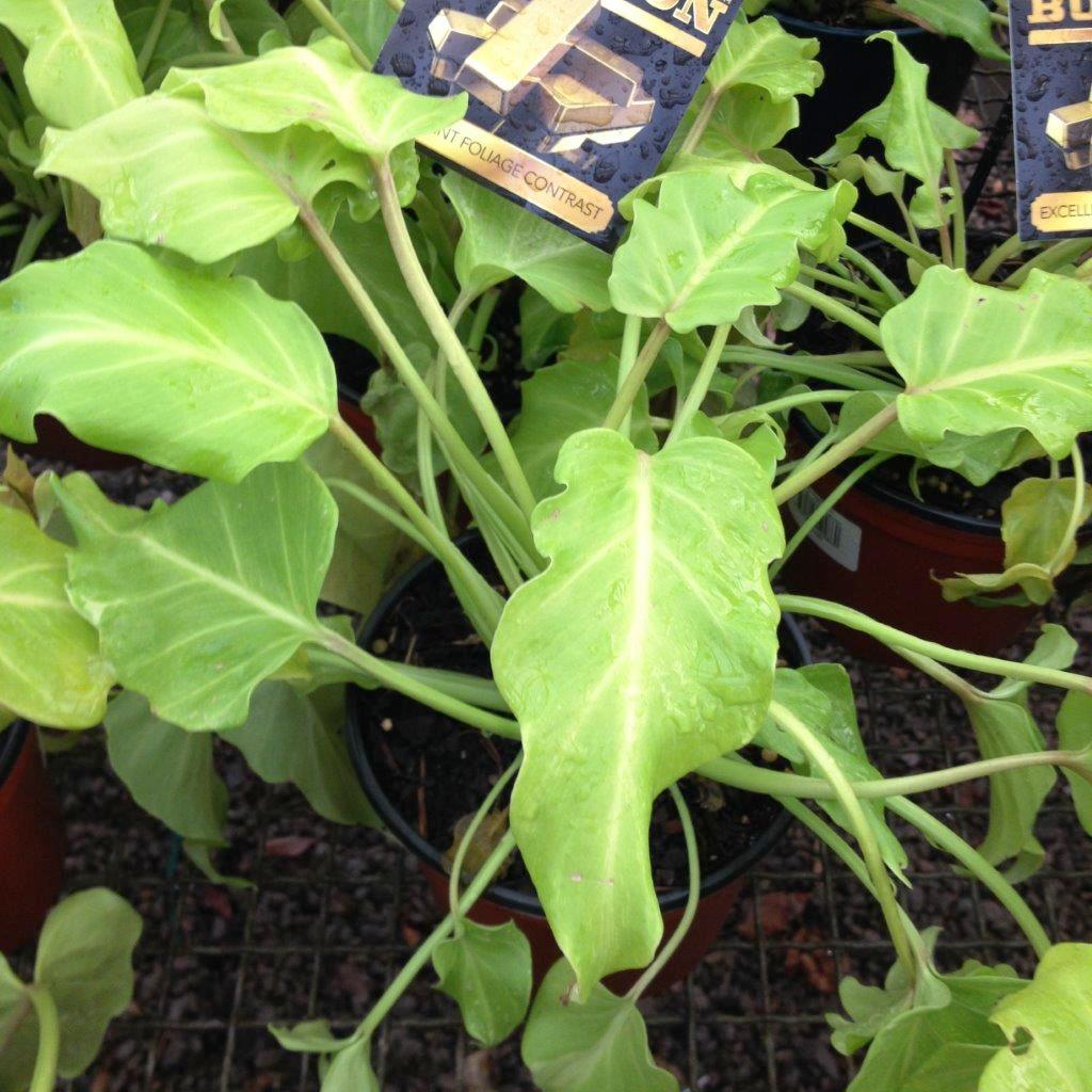Philodendron ‘Gold Bullion’ (Golden Philodendron)