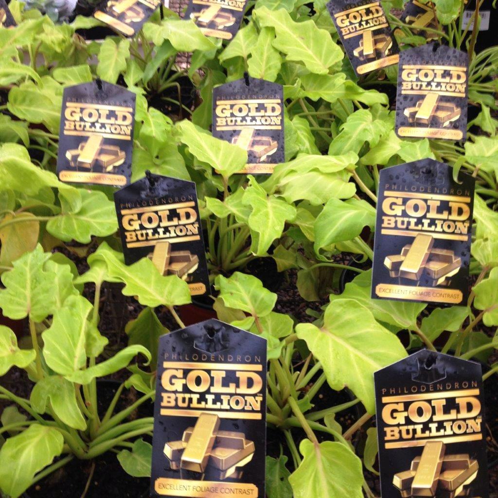 Philodendron ‘Gold Bullion’ (Golden Philodendron)