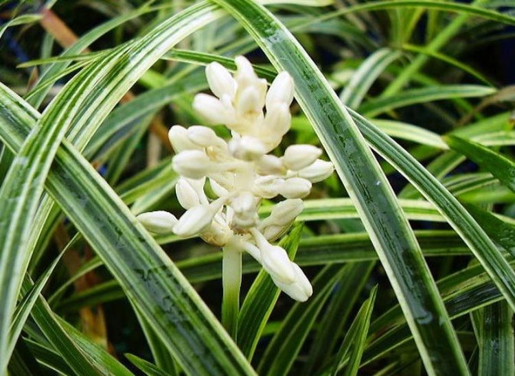 Liriope muscari ‘Stripey White’ (Stripey White Lilyturf)