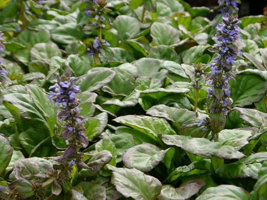 Ajuga reptans ‘Jungle Beauty’ (Bugleweed)