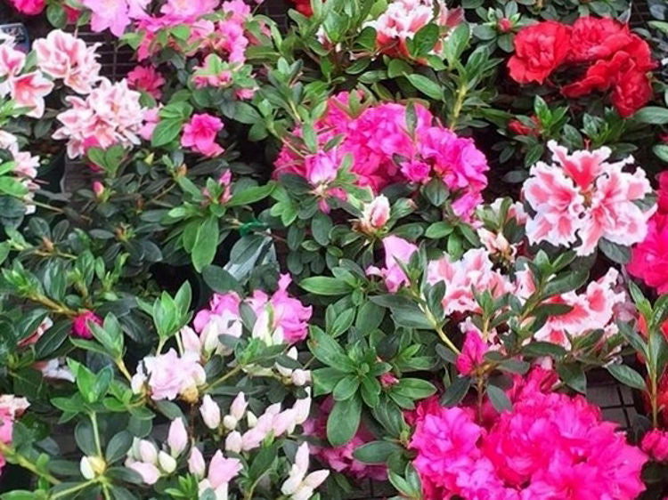 Rhododendron (Assorted Azalea)