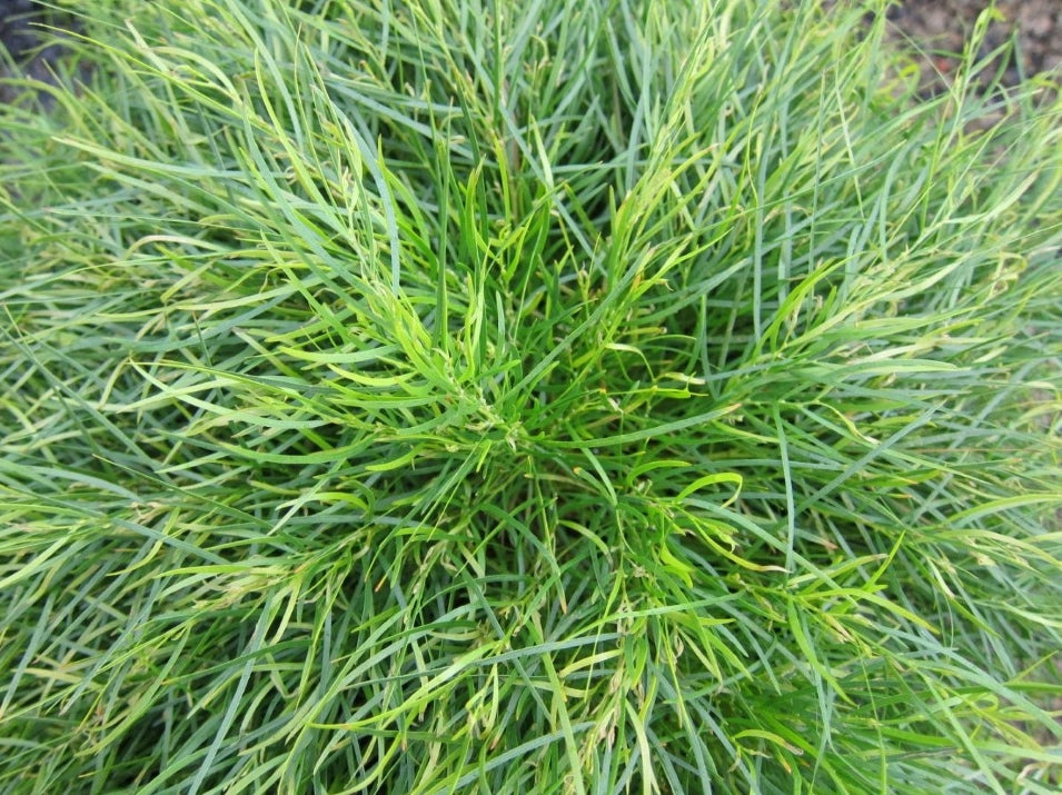 Acacia cognata 'Limelight' (Dwarf Bower Wattle)