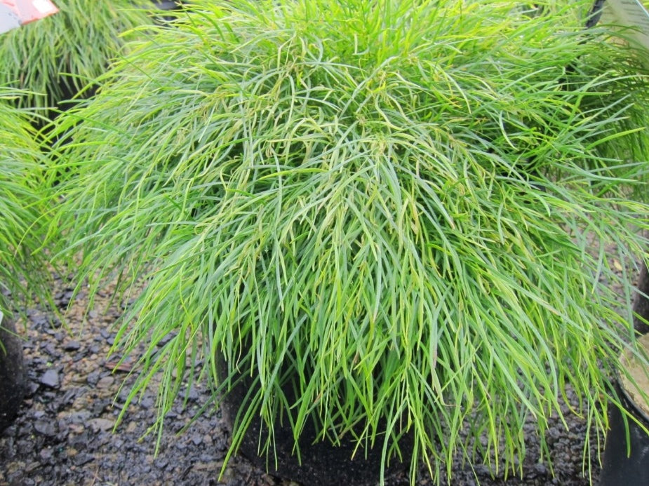 Acacia cognata 'Limelight' (Dwarf Bower Wattle)