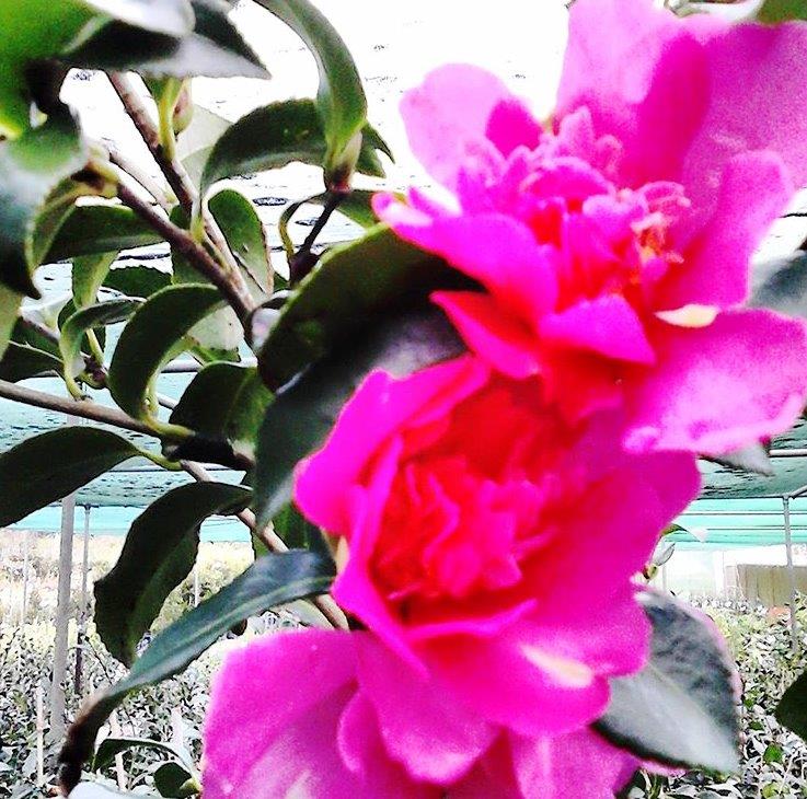 Camellia sasanqua ‘Cherilyn’ (Camellia)