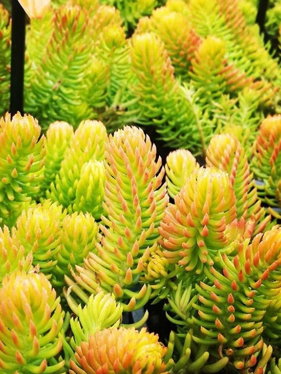 Sedum ‘Jamaican Sunset’