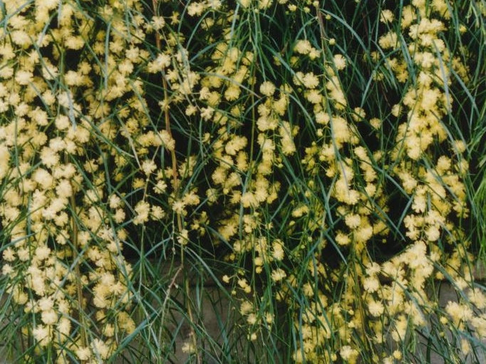 Acacia Cognata ‘Waterfall’™ Standard (River Wattle)