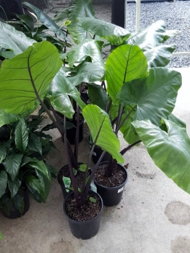 Alocasia macrorrhizos 'Black Stem' (Giant Elephant Ear)