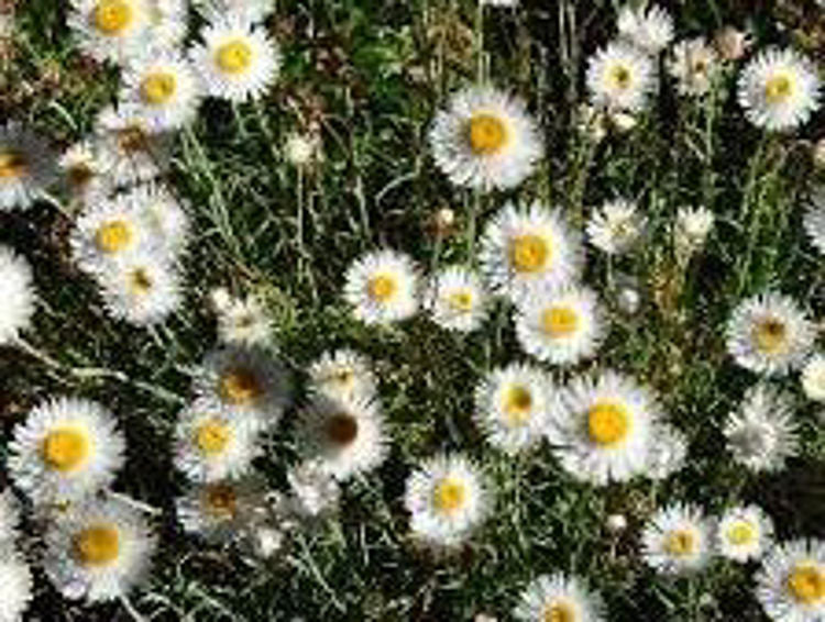 Chrysocephalum Baxteri (Fringed Everlasting)