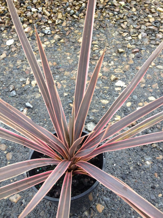 Cordyline hybrida ‘Fairy Floss’ (Fairy Floss Cordyline)